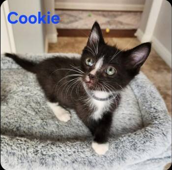 Cookie -  Domestic Short Hair Cat for Adoption in San Jacinto, California - Cookie | PetCurious