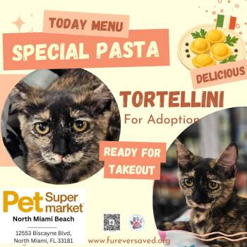 Domestic Short Hair Cats Available for Adoption - Tortellini | PetCurious