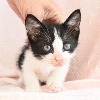 Maggie -  Domestic Short Hair Cat Available for Adoption in Mobile, Alabama - Maggie | PetCurious