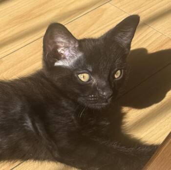 Domestic Short Hair Cats Available for Adoption in Burbank, California - LITTLE BEAR | PetCurious