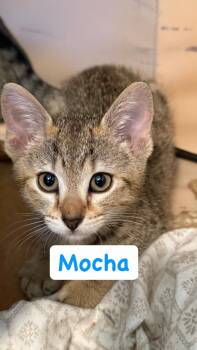 Mocha -  Domestic Short Hair Cat Available for Adoption in Syosset, New York - Mocha | PetCurious