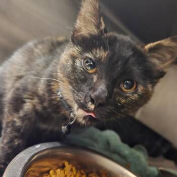 Febreeze (Cindy) -  Domestic Short Hair Cat for Adoption in Waldorf, Maryland - Febreeze (Cindy) | PetCurious