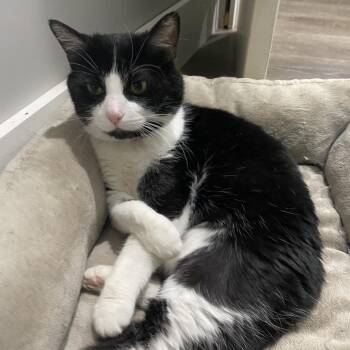 Domestic Short Hair Cats Available for Adoption in Roanoke, Virginia - Kit Kat | PetCurious