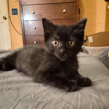 GRETEL -  Domestic Short Hair Cat for Adoption in San Antonio, Texas - GRETEL | PetCurious