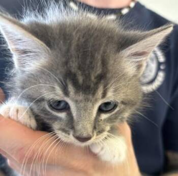 Nigel -  Domestic Medium Hair and Domestic Short Hair Cat for Adoption in West Memphis, Arkansas - Nigel | PetCurious
