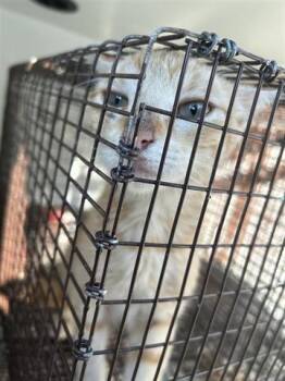 Rescue Domestic Short Hair Cats for Adoption in Houston, Texas - A644553 | PetCurious