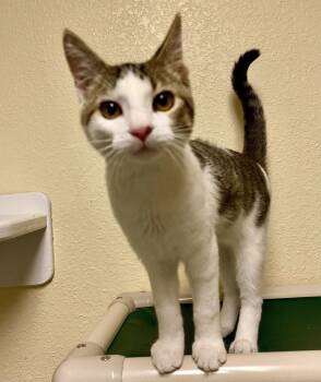 Bombshell -  Domestic Short Hair and Tabby Cat for Adoption in Fargo, North Dakota - Bombshell | PetCurious