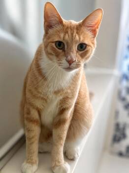 Peter -  Domestic Short Hair Cat for Adoption in Scottsdale, Arizona - Peter | PetCurious