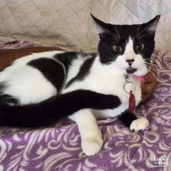 Domestic Short Hair Cats Available for Adoption - Jenny | PetCurious