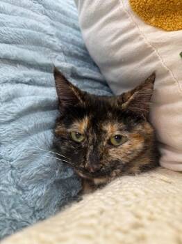 Tortoiseshell and Domestic Short Hair Cats Available for Adoption - Duchess Gentle Sweets | PetCurious