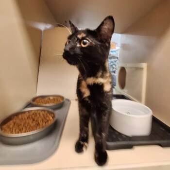 Rescue Domestic Short Hair Cats for Adoption in Town 