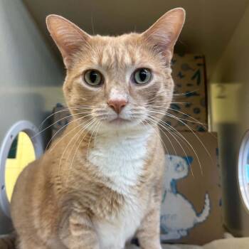 Pickles -  American Shorthair Cat for Adoption in West Olive, Michigan - Pickles | PetCurious