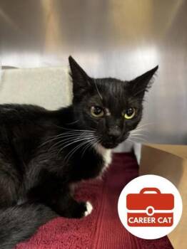 Zip -  Domestic Short Hair Cat Available for Adoption in Roseville, California - Zip | PetCurious