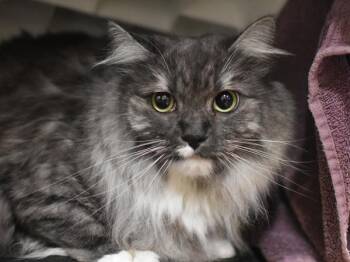 Athena -  Domestic Long Hair Cat for Adoption in Portland, Oregon - Athena | PetCurious