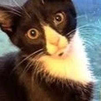 Dominic -  Domestic Short Hair Cat for Adoption in Lebanon, Pennsylvania - Dominic | PetCurious