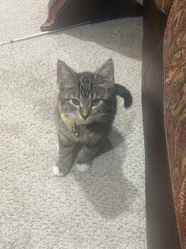 Weaver -  Domestic Short Hair Cat for Adoption in Mokena, Illinois - Weaver | PetCurious