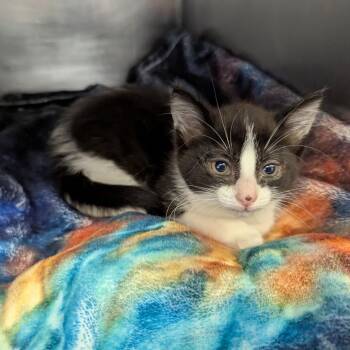 Suzie -  Domestic Short Hair Cat for Adoption in Marysville, Ohio - Suzie | PetCurious