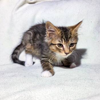 Time -  Domestic Long Hair Cat for Adoption in San Diego, California - Time | PetCurious