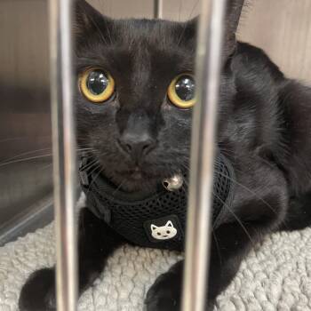 0828-C26 -  Domestic Short Hair Cat for Adoption in Port Charlotte, Florida - 0828-C26 | PetCurious