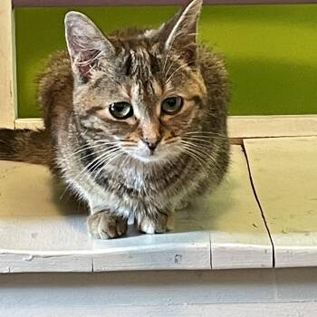Zoe -  Domestic Short Hair Cat for Adoption in Pickering, Ontario - Zoe | PetCurious