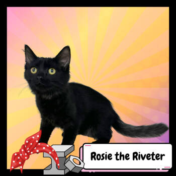 Rescue Domestic Long Hair Cats for Adoption in Suisun City, California - Rosie The Riveter | PetCurious