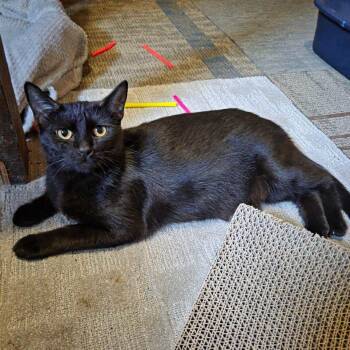 Rescue Domestic Short Hair Cats for Adoption in Fayetteville, Arkansas - Pepper | PetCurious