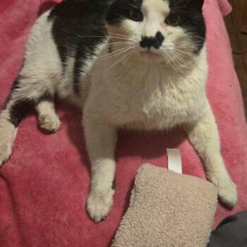 Cowboy Cutie -  Domestic Short Hair Cat for Adoption in Tipp City, Ohio - Cowboy Cutie | PetCurious