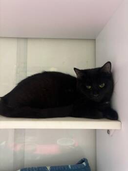 Ivy -  Domestic Short Hair Cat for Adoption in Wabash, Indiana - Ivy | PetCurious