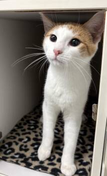 Luke -  Domestic Short Hair Cat for Adoption in Rochester, Indiana - Luke | PetCurious