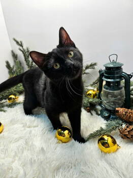 Rescue Domestic Short Hair Cats for Adoption in Franklin, Tennessee - KITTEN SILAS | PetCurious