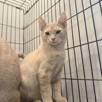 Lark -  Domestic Short Hair Cat for Adoption in Louisville, Kentucky - Lark | PetCurious