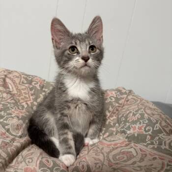 Toronto -  Domestic Short Hair Cat for Adoption - Toronto | PetCurious