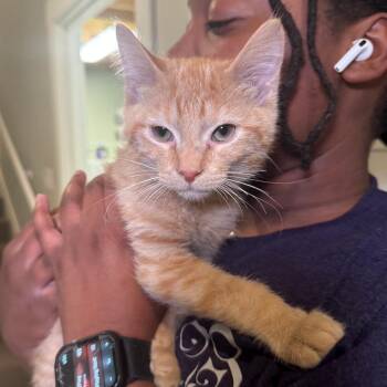 Domestic Short Hair Cats Available for Adoption in Saint Charles, Missouri - Strudel | PetCurious