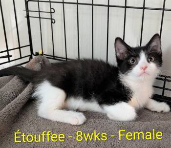 Etouffee -  Domestic Short Hair Cat for Adoption in Seven Valleys, Pennsylvania - Etouffee | PetCurious