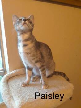 Paisley 3403 -  Domestic Short Hair Cat for Adoption in Dallas, Texas - Paisley 3403 | PetCurious