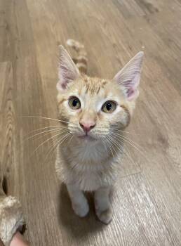 Rescue Tabby Cats for Adoption in Nacogdoches, Texas - TOM | PetCurious