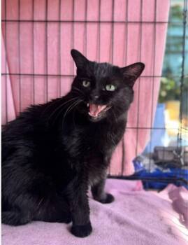 Rescue Domestic Short Hair Cats for Adoption in Chicago, Illinois - Nachina | PetCurious