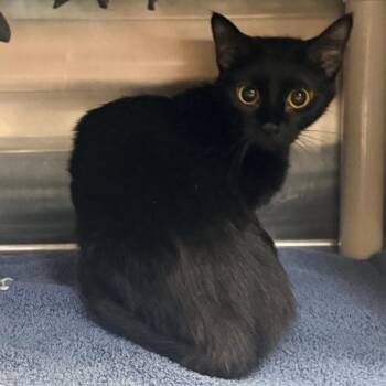Imu -  Domestic Short Hair Cat for Adoption in Indianapolis, Indiana - Imu | PetCurious