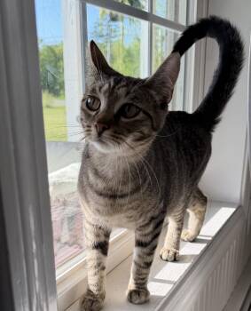 Poppy -  Domestic Short Hair Cat for Adoption in Brooks, Maine - Poppy | PetCurious