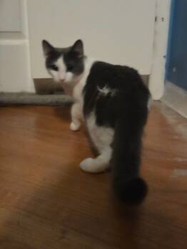 Rescue Domestic Short Hair Cats for Adoption in Parkville, Maryland - Ricky Ricardo | PetCurious