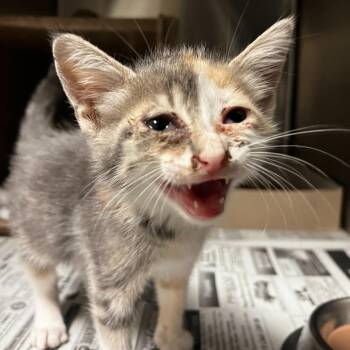 Skyline -  Domestic Short Hair Cat for Adoption in San Antonio, Texas - Skyline | PetCurious