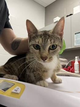 LEAF -  Domestic Short Hair Cat for Adoption in Indianapolis, Indiana - LEAF | PetCurious