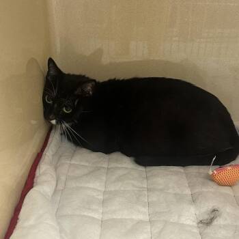 Trolley -  Domestic Short Hair Cat for Adoption in Binghamton, New York - Trolley | PetCurious