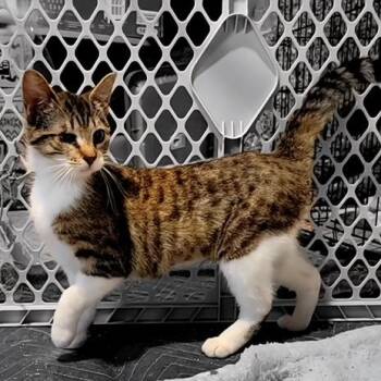 Domestic Short Hair Cats Available for Adoption - Kimiko | PetCurious