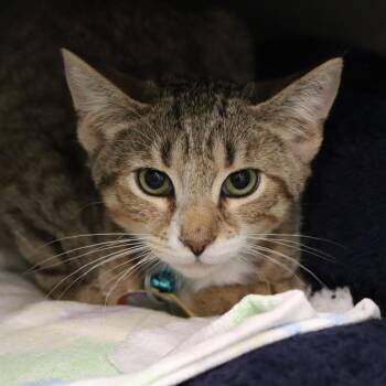 D47127 Centriole -  Domestic Short Hair Cat for Adoption in Port Washington, New York - D47127 Centriole | PetCurious