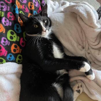 Rescue Domestic Short Hair Cats for Adoption in Los Angeles, California - Mozz | PetCurious