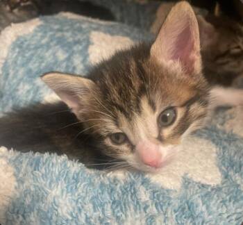Tabby Cats Available for Adoption in Billings, Montana - K7-Juniper | PetCurious
