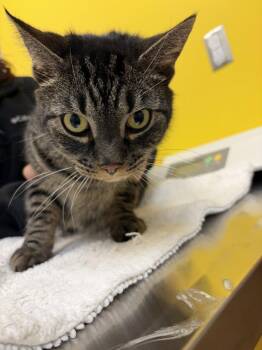 Casper -  Domestic Short Hair Cat for Adoption in Raleigh, North Carolina - Casper | PetCurious