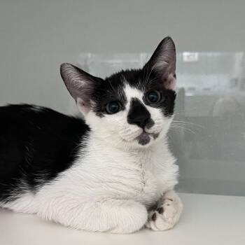 Ocean -  Domestic Short Hair Cat for Adoption in Jupiter, Florida - Ocean | PetCurious