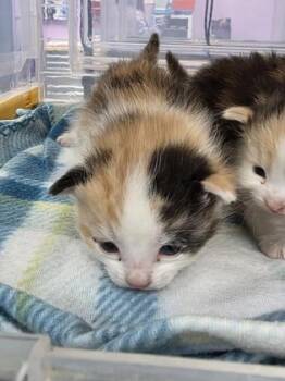 Domestic Medium Hair Cats Available for Adoption in El Paso, Texas - 60828600 | PetCurious